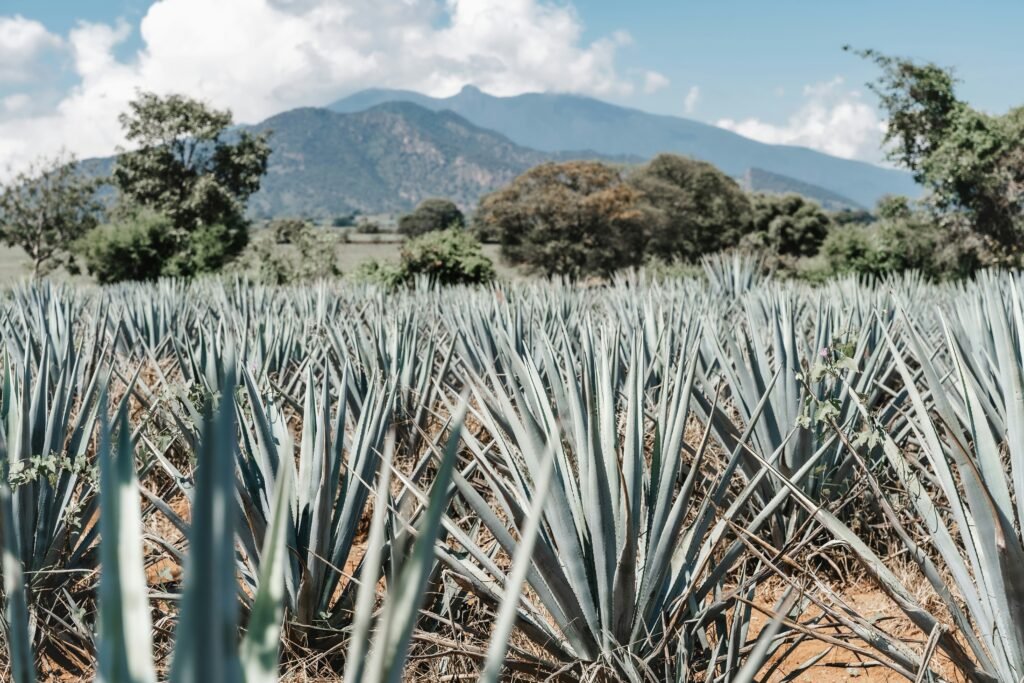 Why Lucky is tequila: made from 100% agave blanco, legally tequila.
